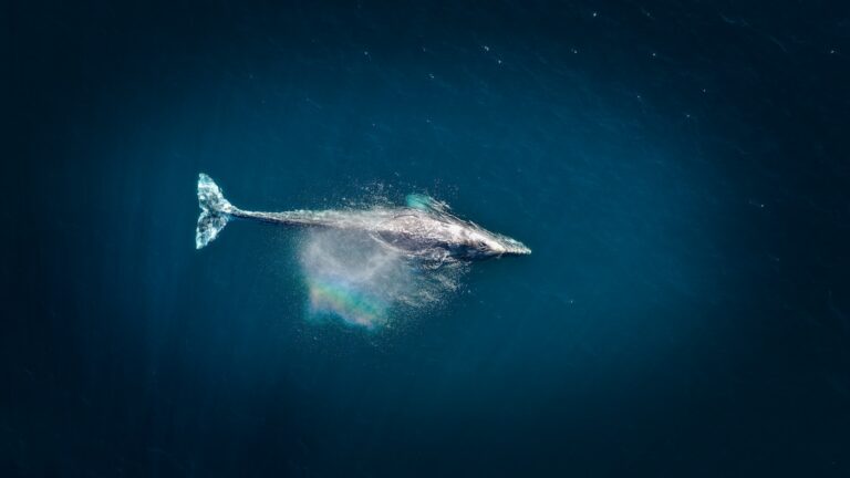 Whaling - Spearing-Phishing-Attacken auf Führungskräfte